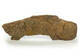 Dinosaur (Triceratops) Frill Shield Edge - Montana #316908-1